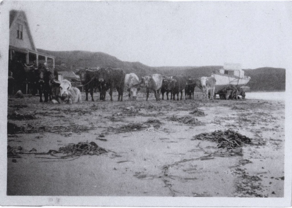 Bullock team towing "Spudy" having a spell in front of pub.